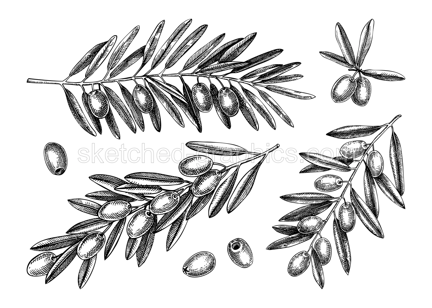 Hand drawn olive tree branches with leaves and fruit sketches collection isolated on white background. Olive tree twigs drawings in engraved style. Vector food illustration for oil packaging design Illustration